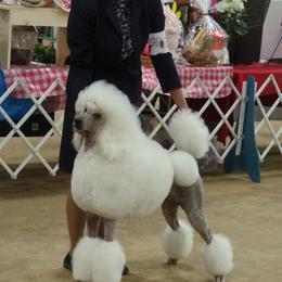 Poodle Puppies from Lacy Lane Poodles