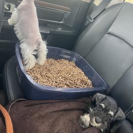 Miniature Schnauzer Puppies from Snowflake Schnauzers