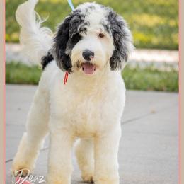 Simba - Merle male Cockapoo puppy in Connersville, Indiana from Deaz Doodle Ranch