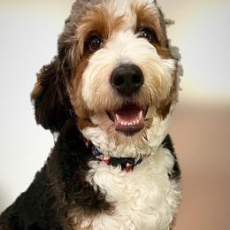 Velvet - Bernedoodle