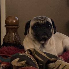 Meatball - Pug