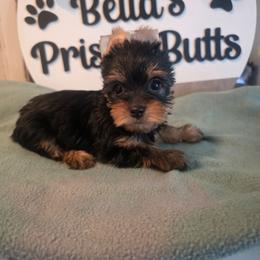 Lexi - Black and gold female Yorkshire Terrier puppy in Clermont, Florida from Bella's Prissy Butts