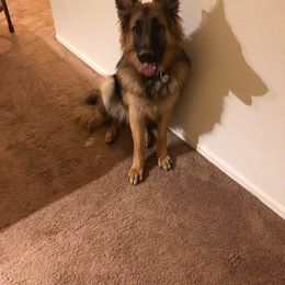 German Shepherd All Grown Up from Freiheit Von Himmel  Shepherds