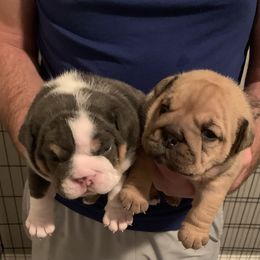 Bulldog and French Bulldog Puppies from Blues City Bulldogs