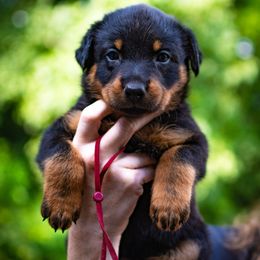 Magma - Black and rust female Beauceron puppy in Medina, Ohio from Beaucerons Des Vents