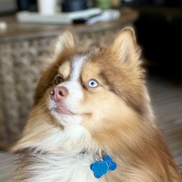 Baker - Pomsky