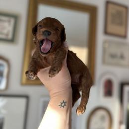 Cockapoo Puppies from Cutie Cockapoos Breeding