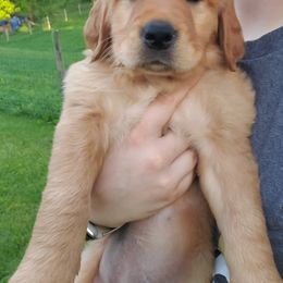 Golden Retriever Puppies from Emma's Golden Puppers