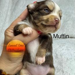Chihuahua Puppies from Sunset Eves Chihuahuas