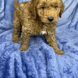 Goldendoodle Puppies from DeBerrys Doodles