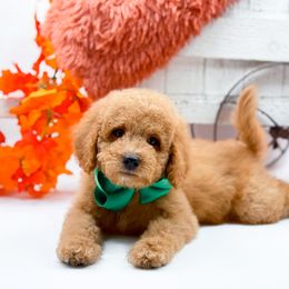 Stitch - Red  male Goldendoodle puppy in Statesville, North Carolina from Doodle Babies