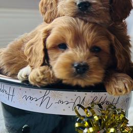 Cockapoo Puppies from Bright and Beautiful Cockapoos and Doodles