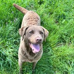Buoy - Chesapeake Bay Retriever