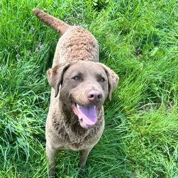 Buoy - Chesapeake Bay Retriever