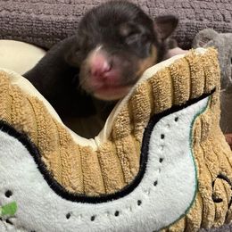 Cole - Black and tan male Pembroke Welsh Corgi puppy in Nortonville, Kansas from Low Riders Corgis & Mini Aussies