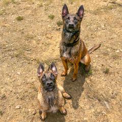 Belgian Malinois and Dutch Shepherds from ArcanaK9