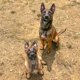 Belgian Malinois and Dutch Shepherds from ArcanaK9