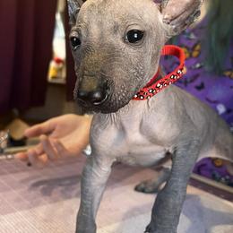 Xolotl - Bronze male Xoloitzcuintli puppy in Florissant, Colorado from Witching Hour Kennel