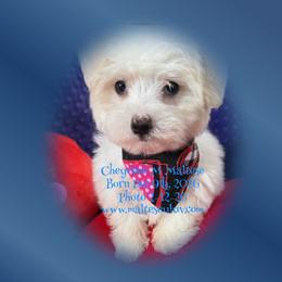 Boy 2 - male Maltese puppy in Silverhill, Alabama from Malteseuluv’s Tiny Treasurers