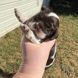 Blue - Brown and white male Cocker Spaniel puppy in Soddy Daisy, Tennessee from Kaleidoscopic Creations