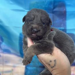 Mr. Krabs - Blue male German Shepherd puppy in Magnolia, Texas from K & Q Shepherds