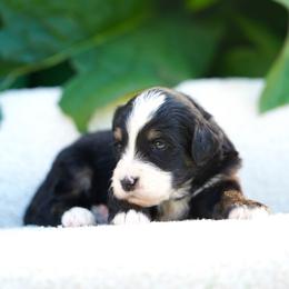 Cash - Tri-color male Bernedoodle puppy in Spokane, Washington from Lilac City Doodles