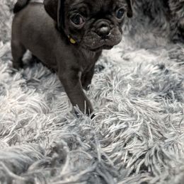 Slay - Black male Pug puppy in Hartsville, South Carolina from PearlsPlayhousePugs