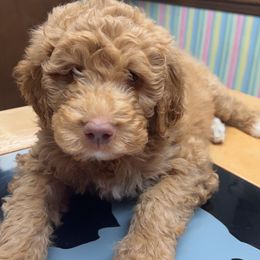 Goldendoodle Puppies from Moon Goldendoodles