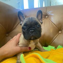 Gunther - Fawn male French Bulldog puppy in Sidney Center, New York from iFrenchi