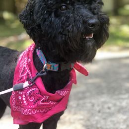 Pepper - Australian Labradoodle