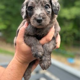 Light pink - Merle female Goldendoodle puppy in Ranger, Georgia from Muscadine Meadows Poodles and Doodles
