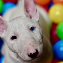 RNR's White Diamond, Taylor - White female Miniature Bull Terrier puppy in Leander, Texas from Romp N' Run Ranch