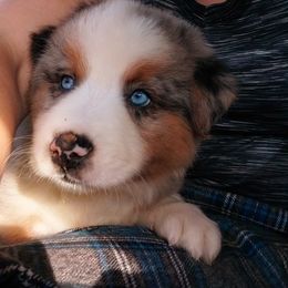 Miniature Australian Shepherd Puppies from AussiesRus