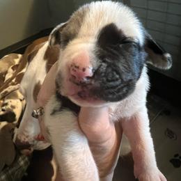 Jasmine - Harlequin female Great Dane puppy in Marlow, New Hampshire from Fox Hill Danes