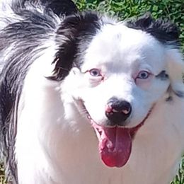 Australian Shepherds from Paint Me Blue Kennels