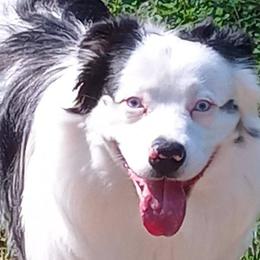 Australian Shepherds from Paint Me Blue Kennels