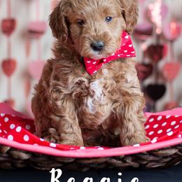 Goldendoodle Puppies from Harpers Goldendoodles on the Hill