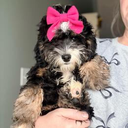 Emily - Tri-color female Bernedoodle puppy in Marion, Ohio from Doodles & Doxies