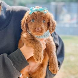 SALLY - Red  female Goldendoodle puppy in Iola, Texas from Supreme Doodles of Texas
