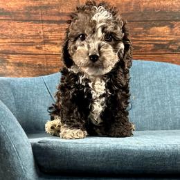 Mary - Brown white and tan female Cockapoo puppy in Lancaster, Missouri from Cavapoo Acres