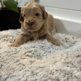 Oats - Caramel ice male Australian Labradoodle puppy in Fremont, New Hampshire from Birchwood Labradoodles