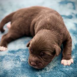 Xaden - Red & white male Miniature American Shepherd puppy in Damascus, Oregon from Rebel Soul Minis