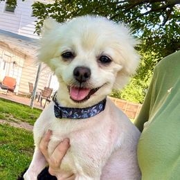 Sebastian - Cream parti male Pomeranian puppy in Stroud, Oklahoma from Laik’s Little Shihtz & Poms