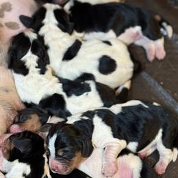 Female 3 - Black brown and white female Basset Hound puppy in Outlook, Washington from Porter Kennels