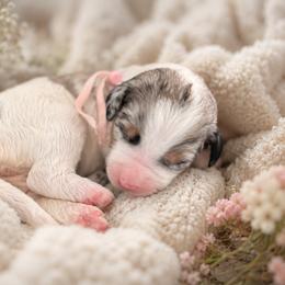 Opal - Grey and white female Bernedoodle puppy in Venice, Florida from Sixlittles and Bernedoodles