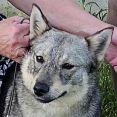 Pembroke Welsh Corgi and Swedish Vallhund All Grown Up from Denise Hawkins' Corgis