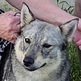 Pembroke Welsh Corgi and Swedish Vallhund All Grown Up from Denise Hawkins' Corgis