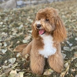 Cilla - Goldendoodle