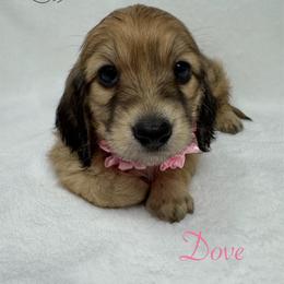 Dove - Cream female Dachshund puppy in Pulaski, Tennessee from Billboard Doxies