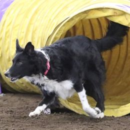 Border Collies from TyMac Border Collies
